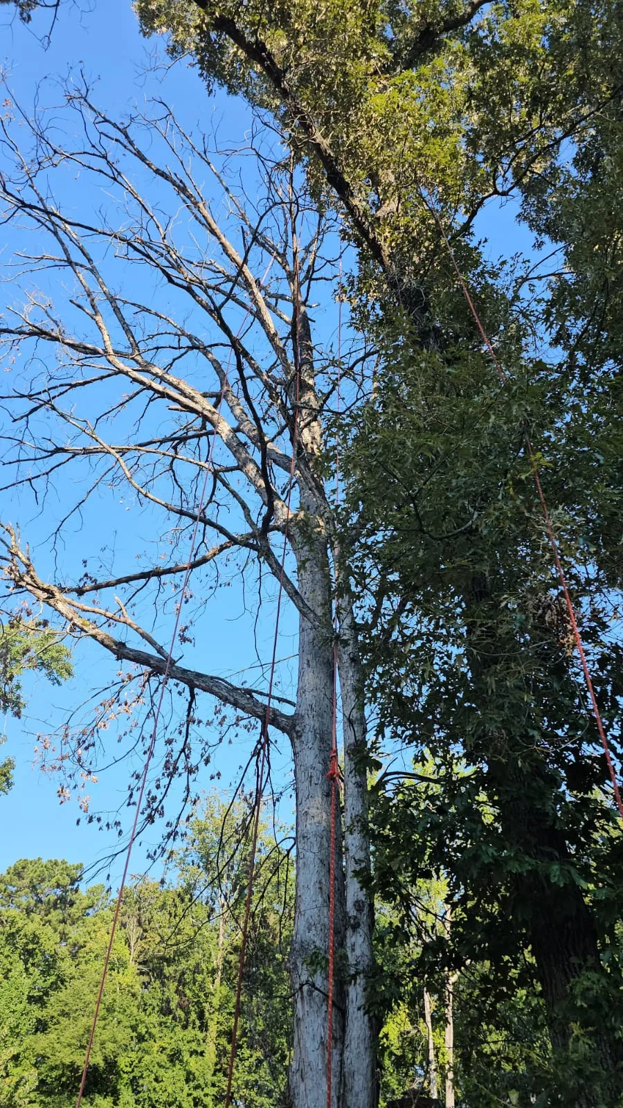 IG Tree Service project photo 1