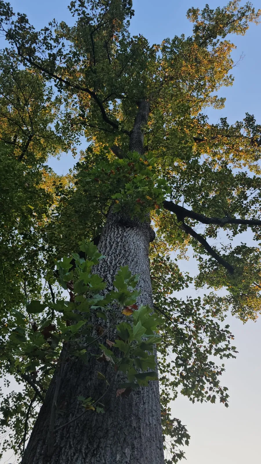 IG Tree Service project photo 2