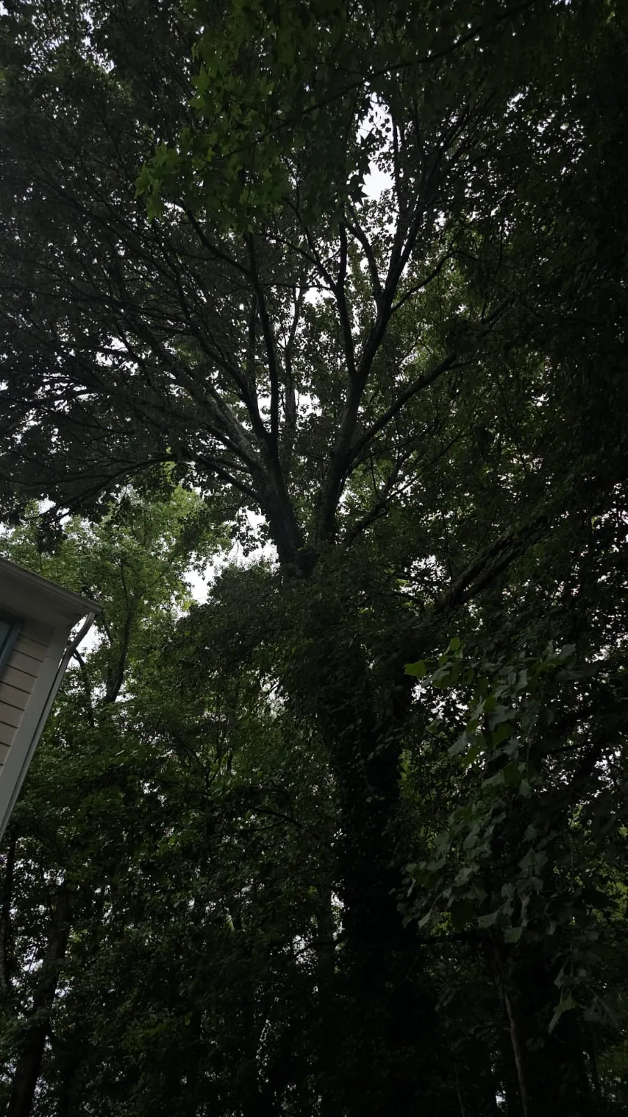 IG Tree Service project photo 3