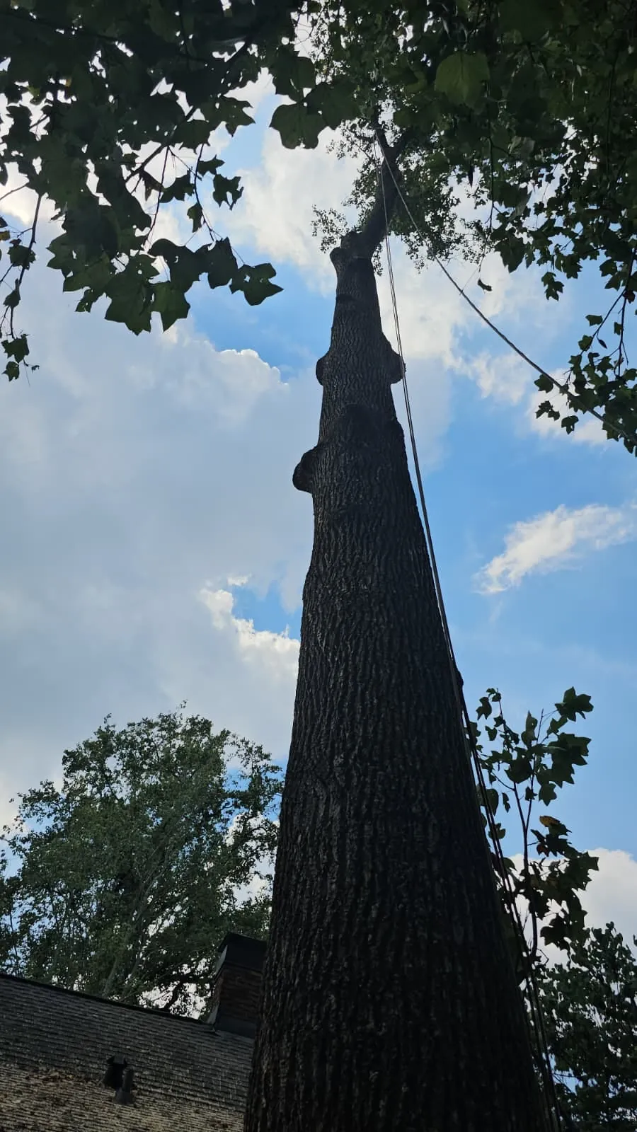 IG Tree Service project photo 13
