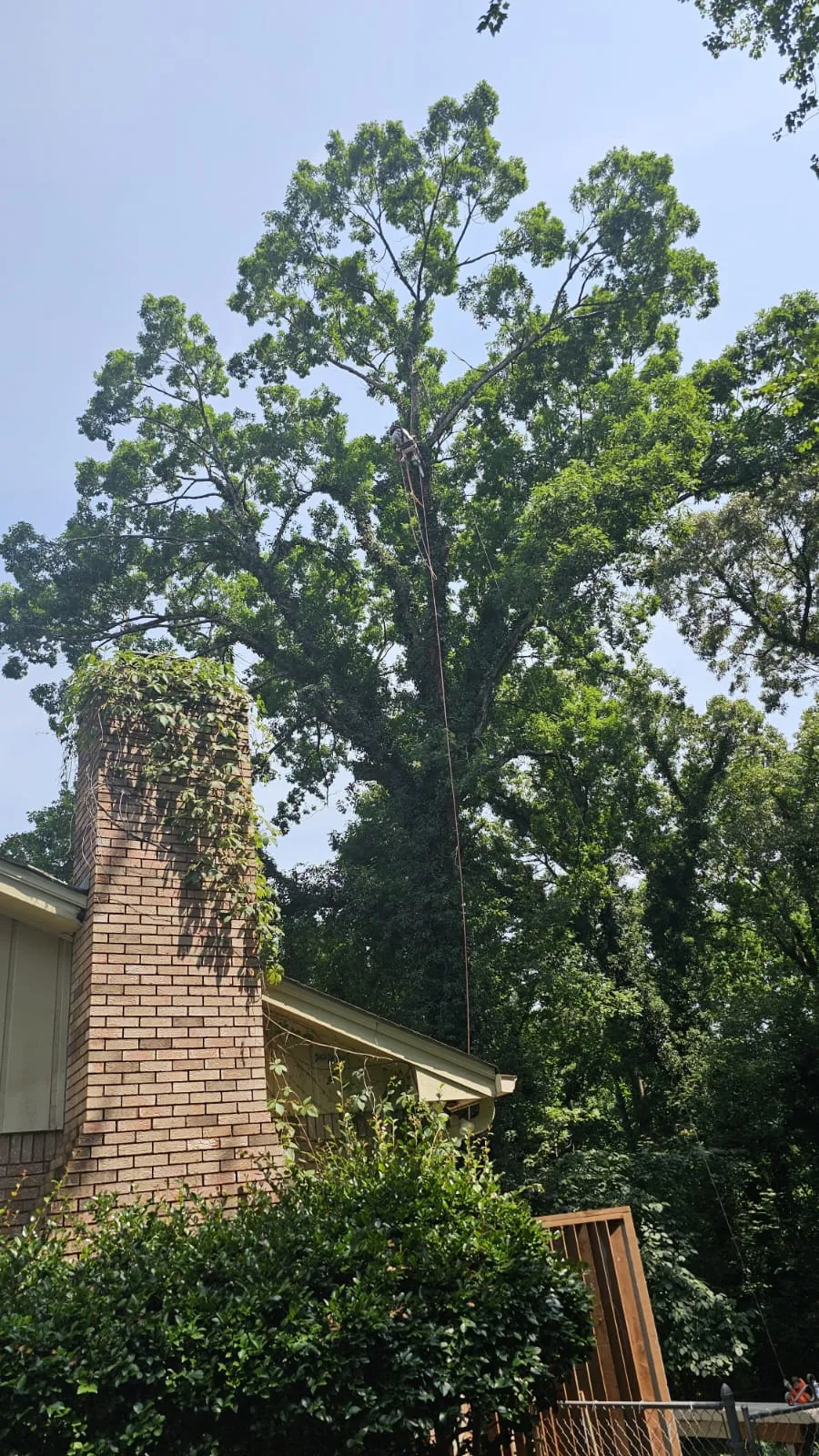 IG Tree Service project photo 15