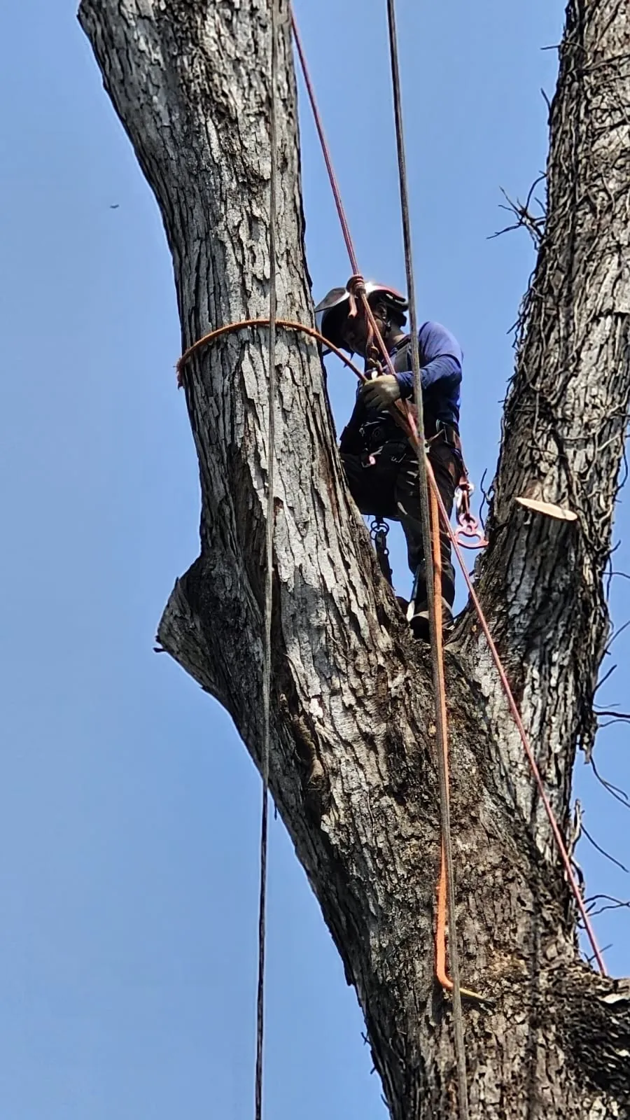 IG Tree Service project photo 26