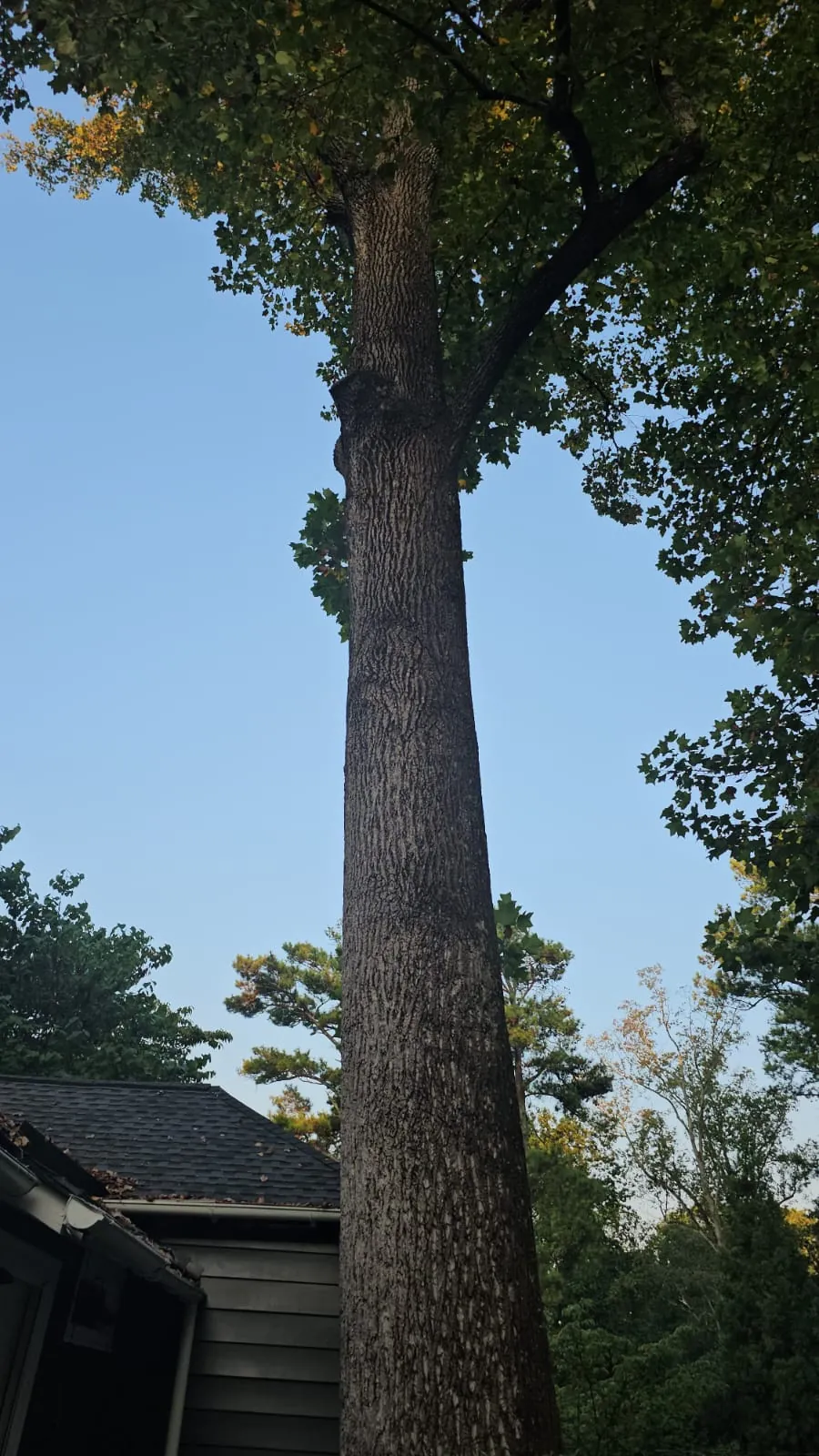 IG Tree Service project photo 30