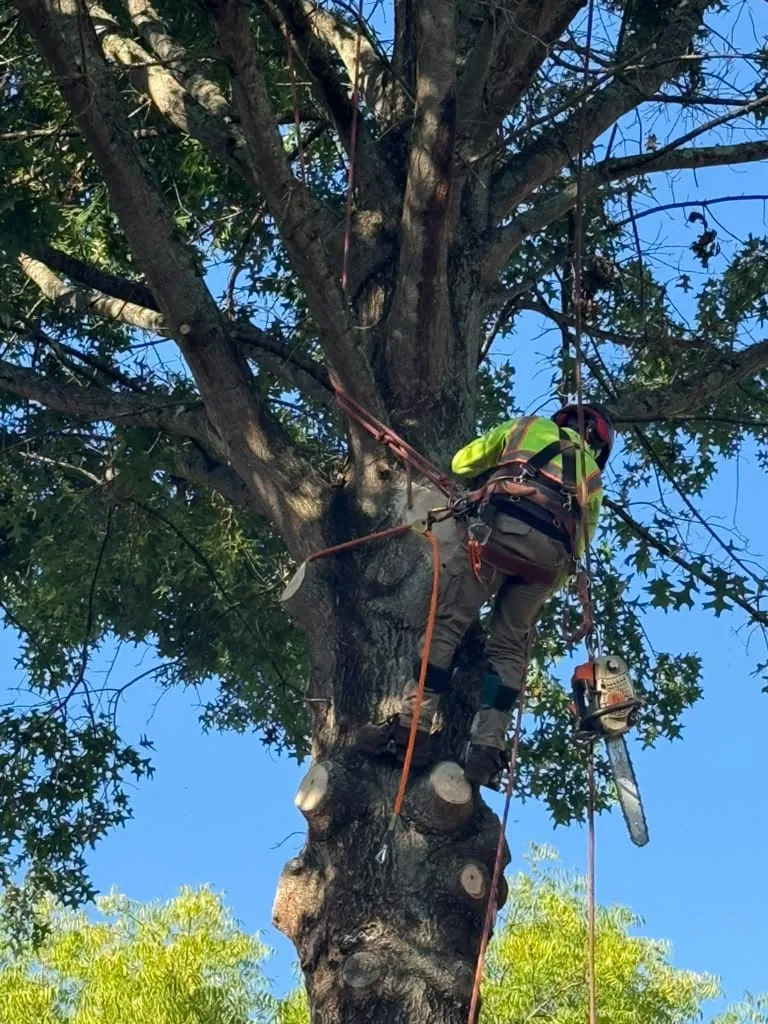 IG Tree Service project photo 31