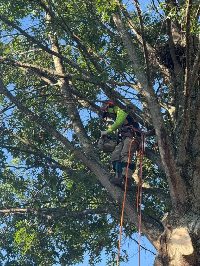 IG Tree Service project photo 32