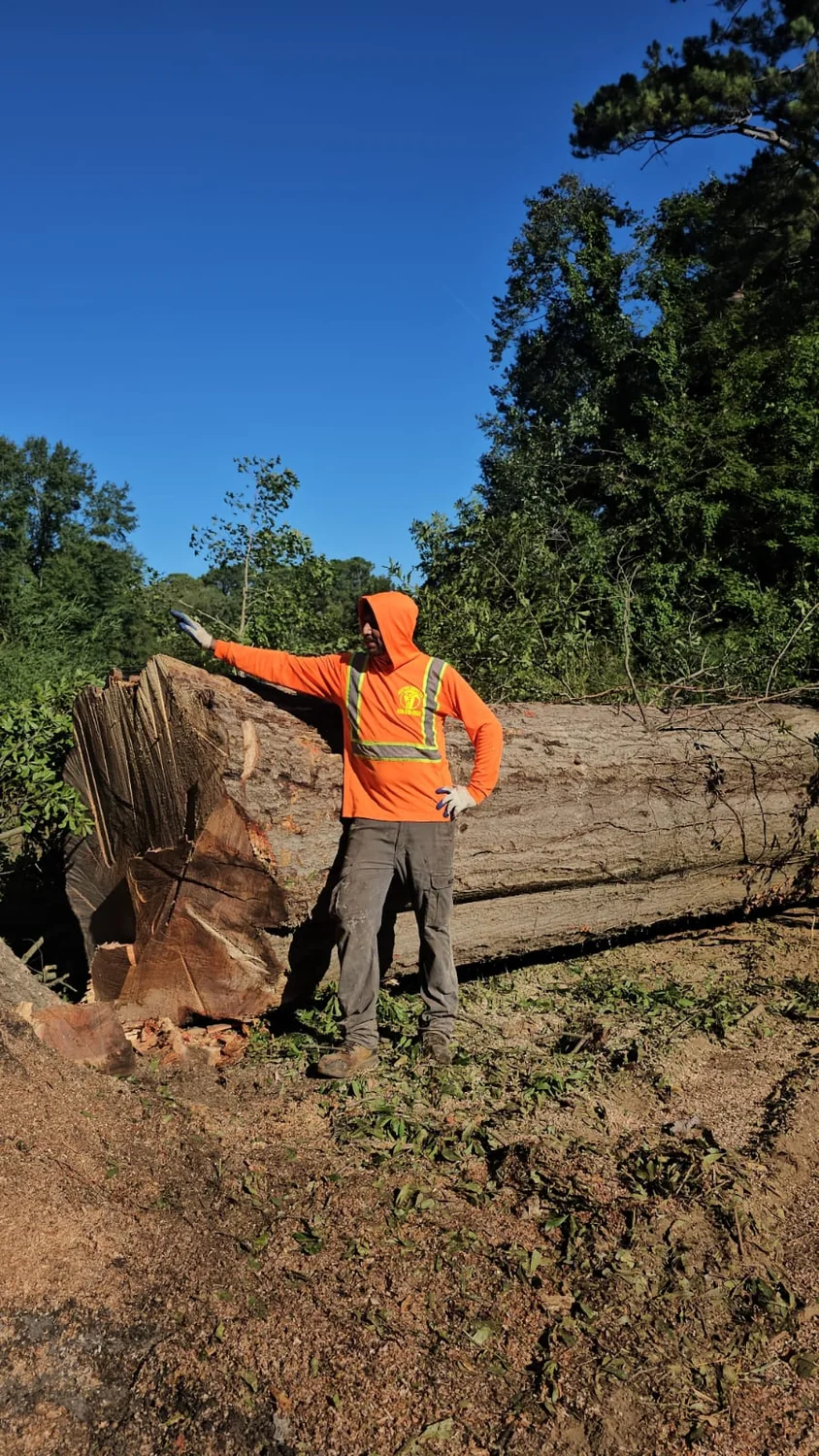 Large tree service project by IG Tree Service