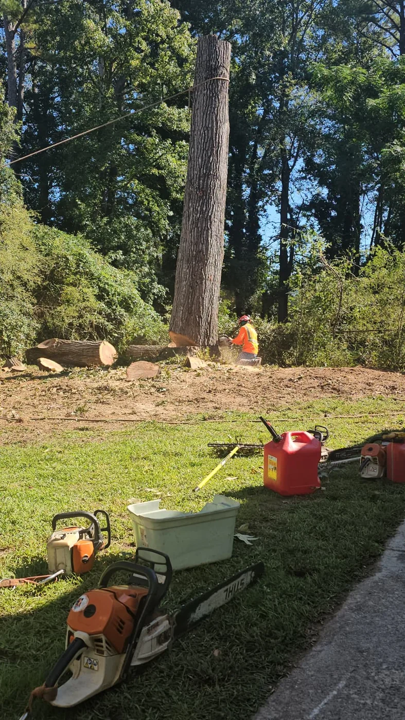 Tree felling work with equipment prepared near a large trunk