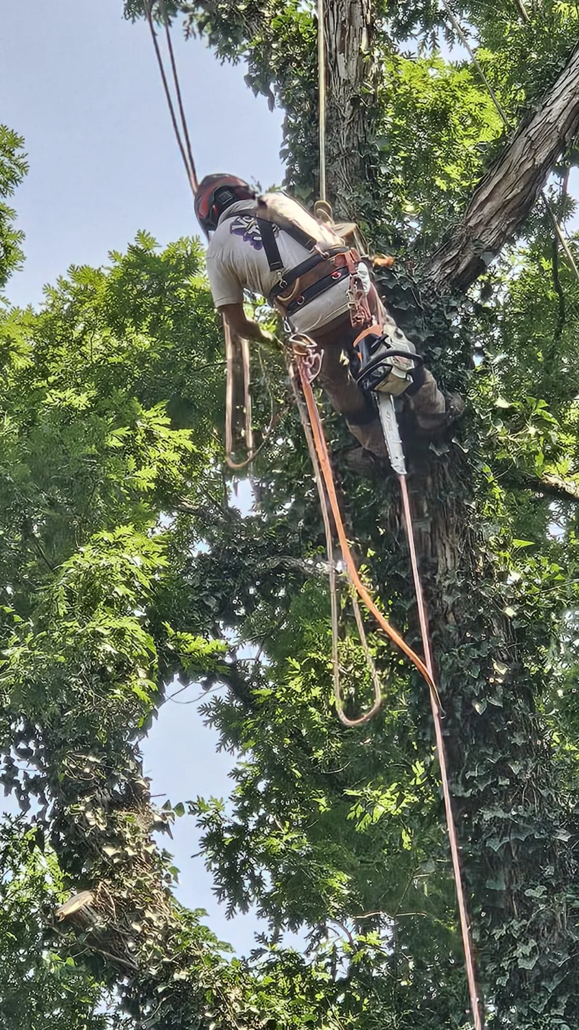 Tree Trimming by IG Tree Service