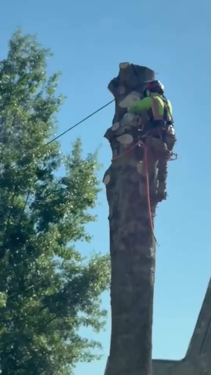 IG Tree Service work video 1