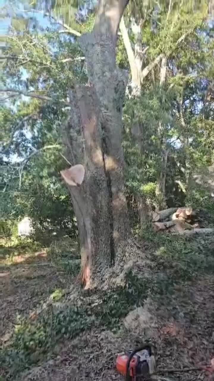 IG Tree Service work video 4