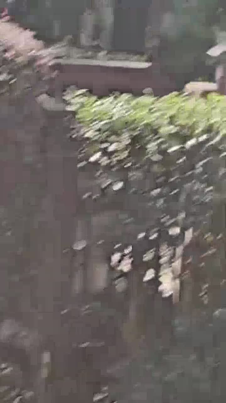 IG Tree Service work video 5